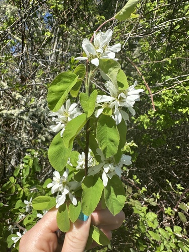 Amelanchier alnifolia