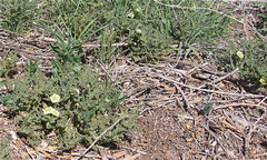 Chamaesaracha coniodes