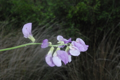 Lathyrus macrostachys