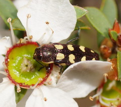 Castiarina decemmaculata