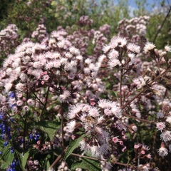 Ageratina deltoidea