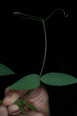 Lathyrus macrostachys