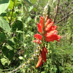 Lamourouxia multifida