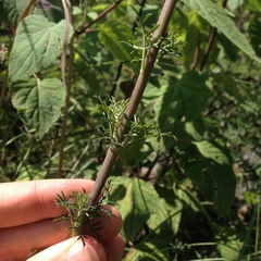 Lamourouxia multifida