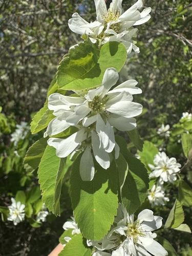 Amelanchier alnifolia