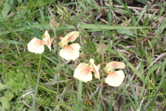 Macroptilium prostratum