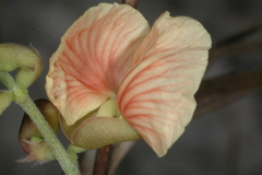 Macroptilium prostratum