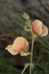 Macroptilium prostratum