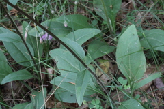 Helianthus occidentalis