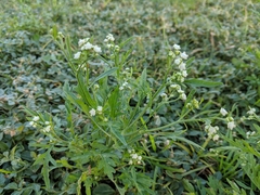 Parthenium hysterophorus