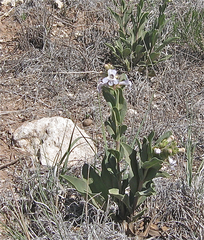 Penstemon albidus