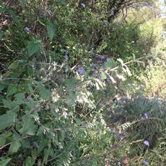 Brickellia secundiflora