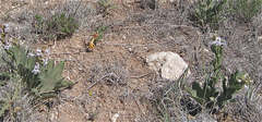 Penstemon albidus
