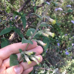 Brickellia secundiflora