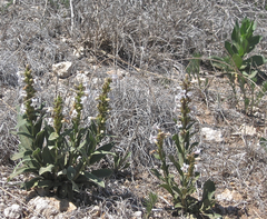 Penstemon albidus