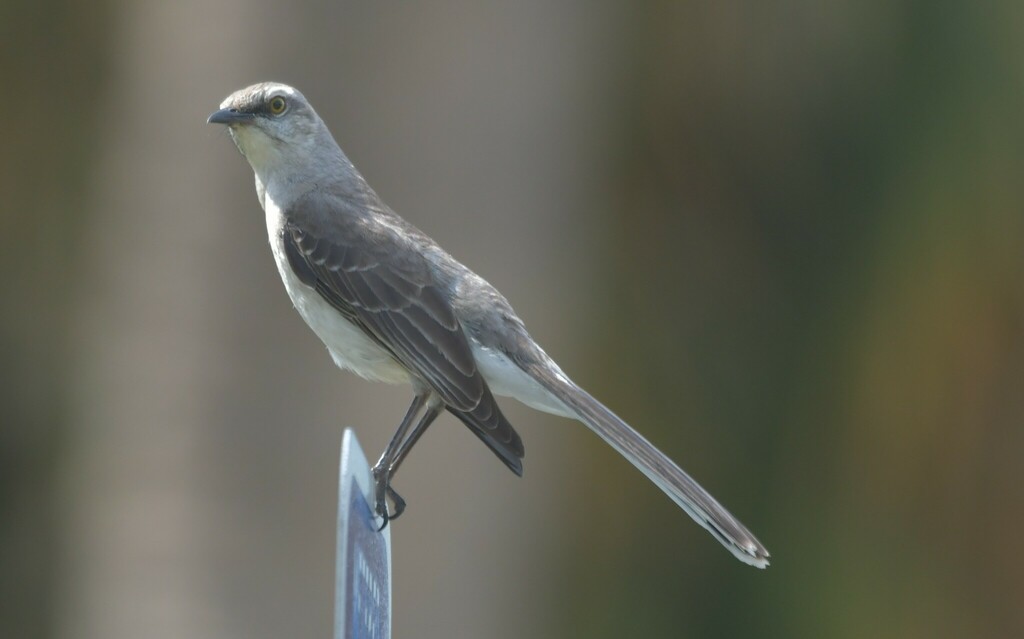 Northern × Tropical Mockingbird