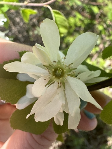 Amelanchier alnifolia