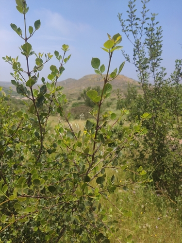Image of Fraxinus parryi by (c) Diego Maldonado de la Torre, some rights reserved (CC BY)