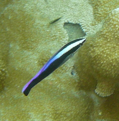 Labroides phthirophagus