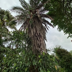 Pindarea (Pindarea)