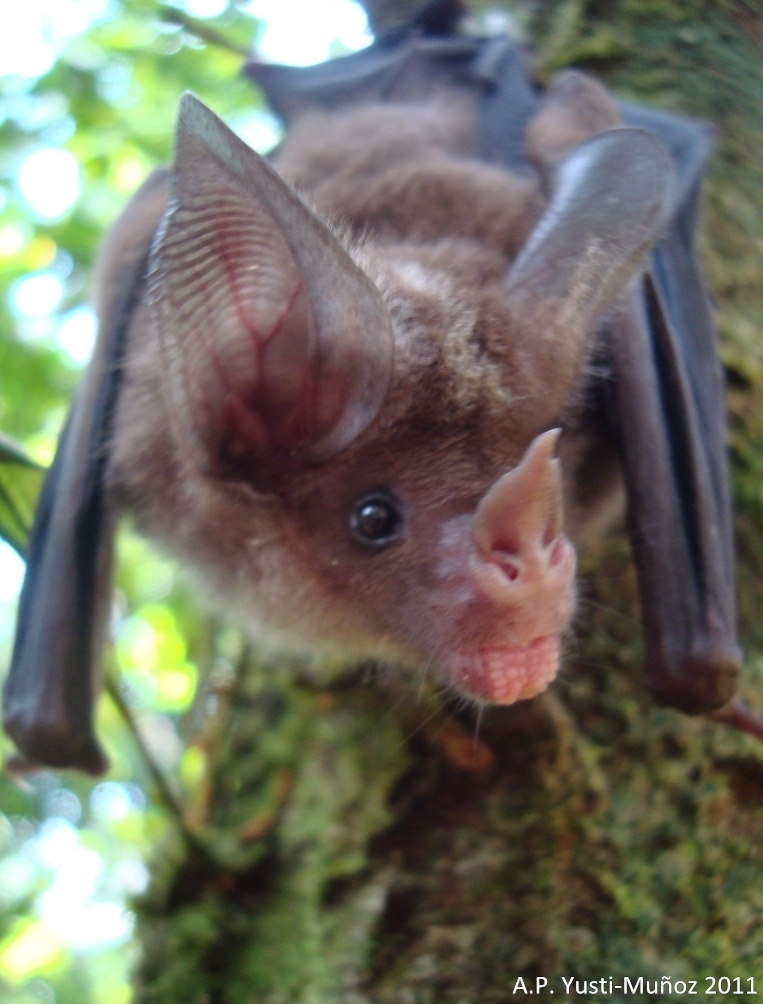 Round-eared Bats