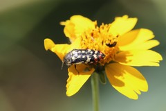 Acmaeodera paradisjuncta