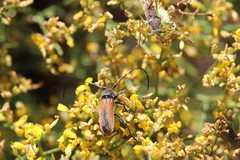 Crossidius pulchellus