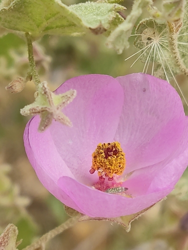 Image of Malacothamnus foliosus by (c) Diego Maldonado de la Torre, some rights reserved (CC BY)