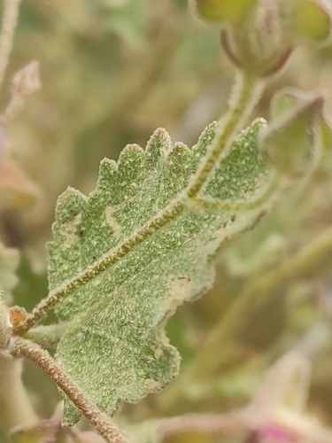 Image of Malacothamnus foliosus by (c) Diego Maldonado de la Torre, some rights reserved (CC BY)