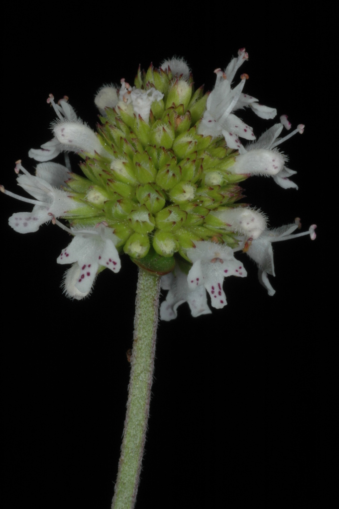 Cunila microcephala