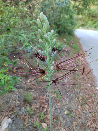 Agave variegata