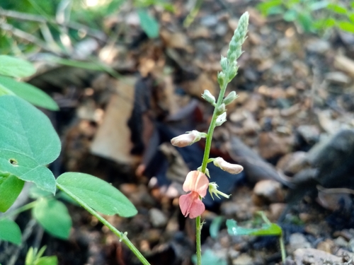 Image of Indigofera trita by (c) Pier Luiggi Maquilón, some rights reserved (CC BY)