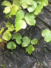 Pueraria montana lobata