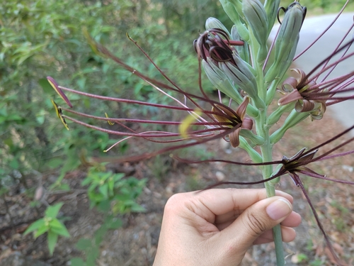 Agave variegata