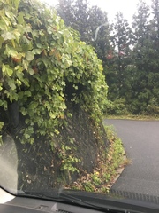 Pueraria montana lobata