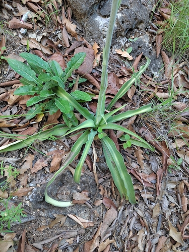 Agave variegata
