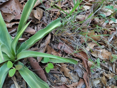 Agave variegata