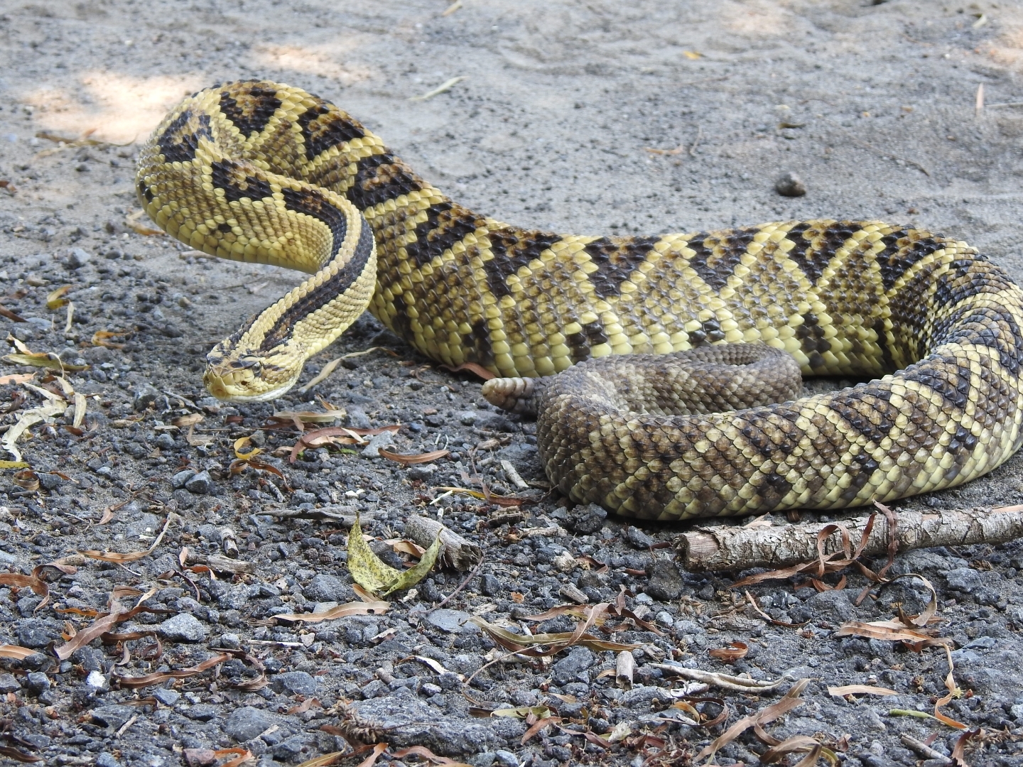 neotropical rattlesnake