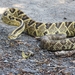 Veracruz Neotropical Rattlesnake - Photo (c) Isaac Ajactle Tequiliquihua, some rights reserved (CC BY-NC), uploaded by Isaac Ajactle Tequiliquihua
