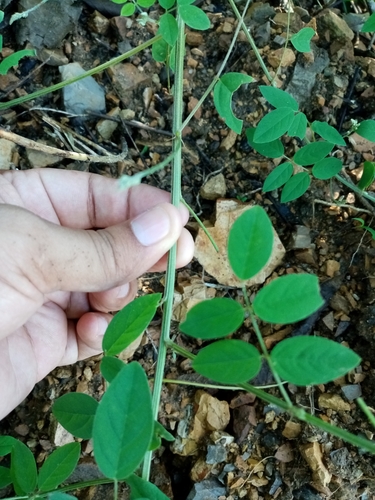 Image of Indigofera trita by (c) Pier Luiggi Maquilón, some rights reserved (CC BY)