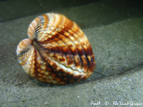 Rough Cockle