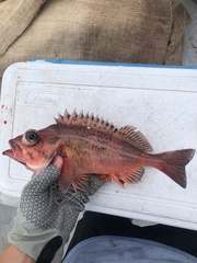 Bank Rockfish photo 5