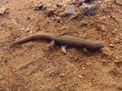 Xantusia vigilis