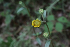 Helianthus occidentalis