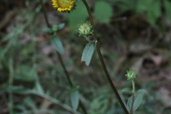 Helianthus occidentalis