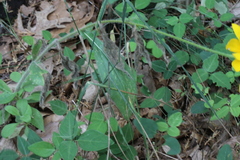 Helianthus occidentalis