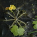 Utricularia platensis - Photo (c) aacocucci, alguns direitos reservados (CC BY-NC), uploaded by aacocucci