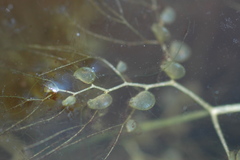 Utricularia platensis
