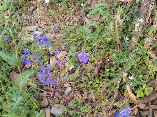 Image of Delphinium madrense by (c) Ana Epigmenio, some rights reserved (CC BY)