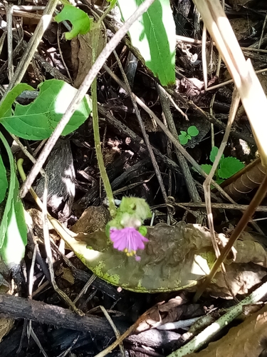 Image of Mirabilis violacea by (c) Pier Luiggi Maquilón, some rights reserved (CC BY)